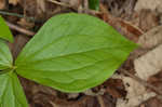 White trillium